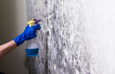 Indianapolis Mold Removal BUSINESS SERVICES