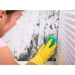 Field Mold Solutions Home Services