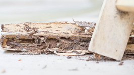 Cary Termite Removal Experts BUSINESS SERVICES