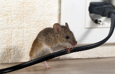 Riverside Pest Control Solutions Home Services