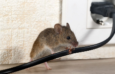Gainesville Pest Control Solutions Home Services