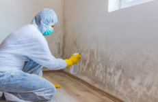 Mold Removal Memphis Solutions Home Services