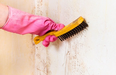 Mold Experts of Charlotte Contractors