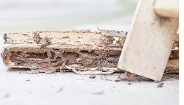 Real Estate Termite Removal Experts BUSINESS SERVICES