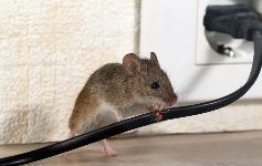 Indianapolis Pest Control Solutions BUSINESS SERVICES
