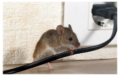 Pest Control Experts of Peoria BUSINESS SERVICES