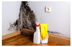 Houston Mold Removal Contractors