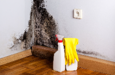 Rochester Mold Removal Pros Contractors