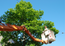 Old Town Spring Tree Service Contractors