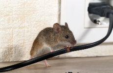 INDY Pest Control Solutions BUSINESS SERVICES