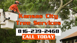 Kansas City Tree Removal Service Contractors